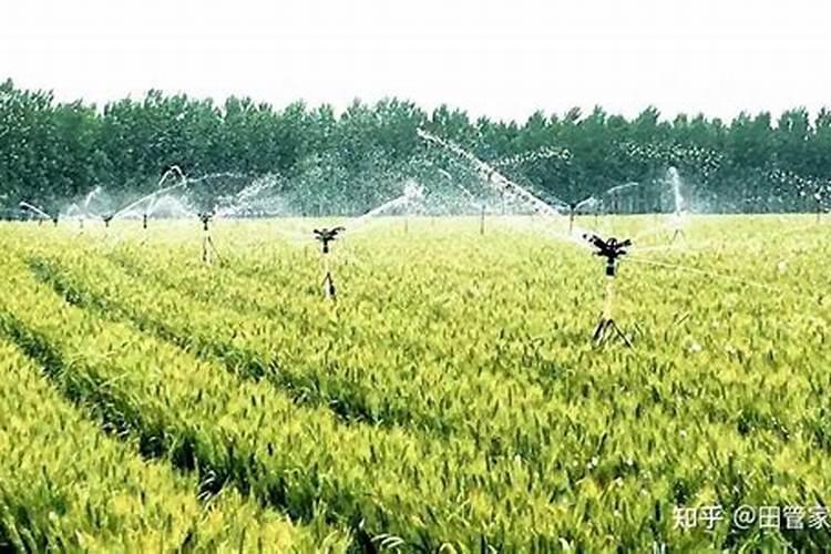 灌浆期小麦怎么样管理才能高产？