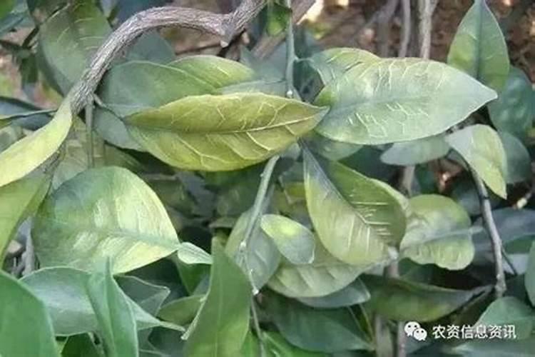 桔子用什么叶面肥