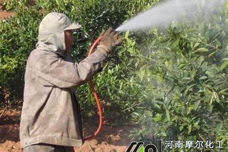 茶花施什么肥最好