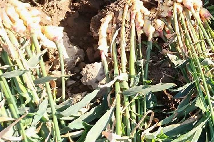 茶花树施什么肥好