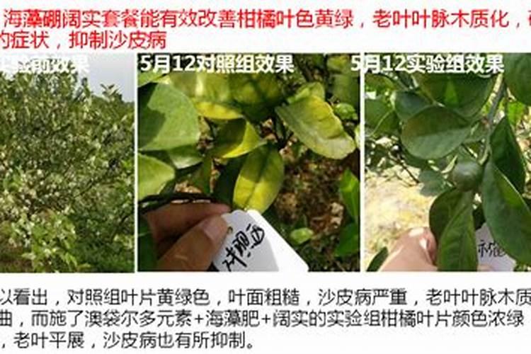 柑橘保花保果用什么药