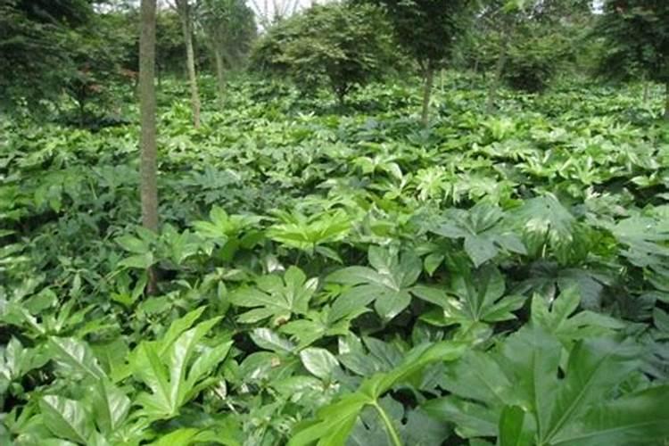 八角树施什么肥料才不、落花,结果又多呢,谢射。