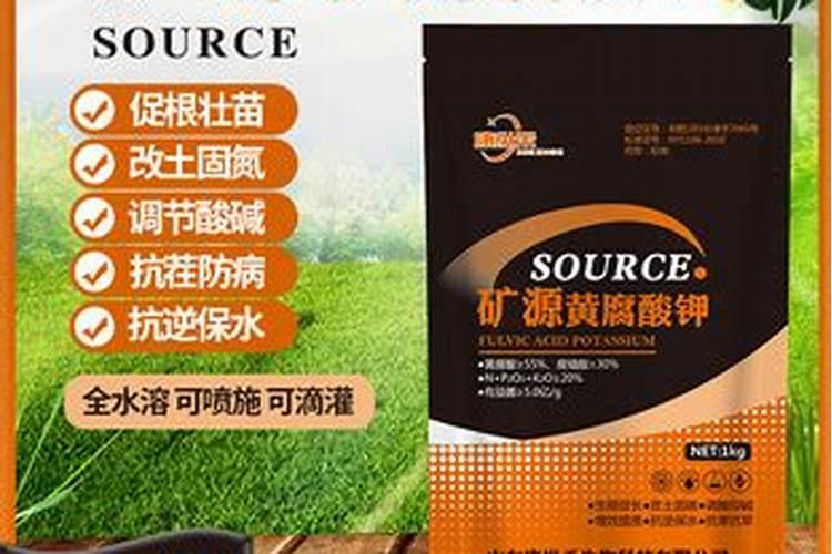 刚移栽的月季黄叶怎么办,月季叶子发蔫的解决方法