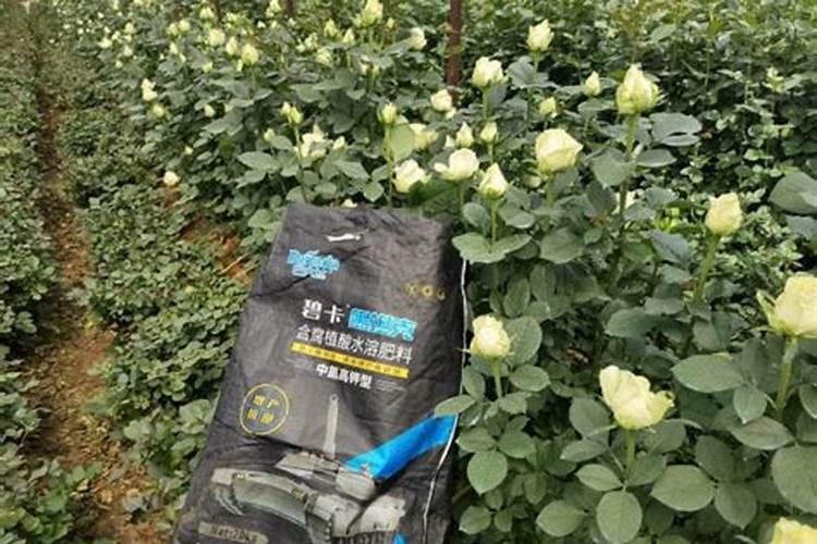 回来的多肉,怎么栽种效果最好？