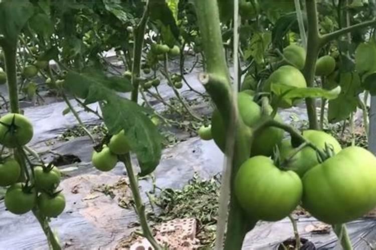 西红柿什么时候使用钾肥 施肥注意事项