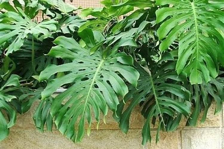 芸苔素14,24,28的区别是什么？