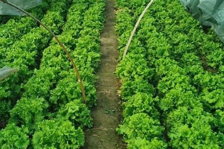 桃树全年用药一览表(桃树全面打药防治方案指南)