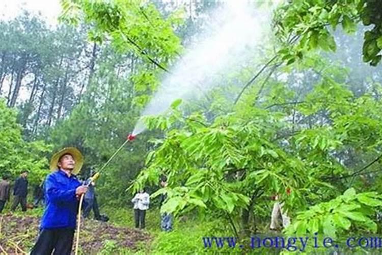 什么肥料对兰花发芽生根开花最好