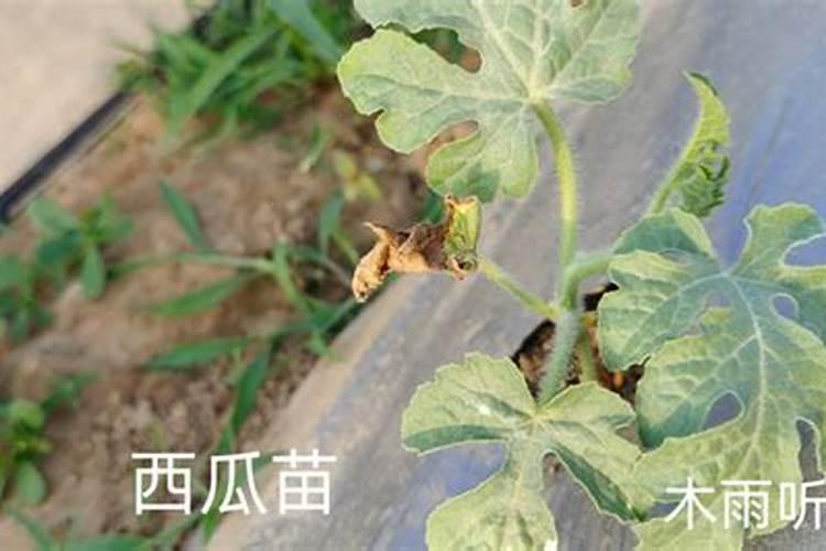 橘子树用什么肥好