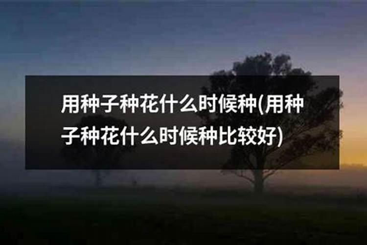 月季发芽的时候需要施肥吗？