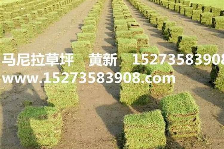 含氨基酸水溶肥料作用