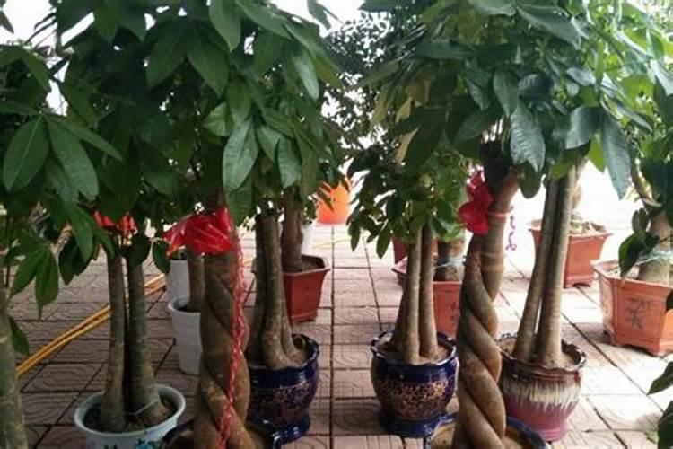 豆科植物为什么能肥田