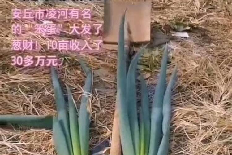种红葱用什么化肥最好