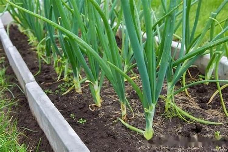 红葱的种植方法红葱头家庭种植方法分享