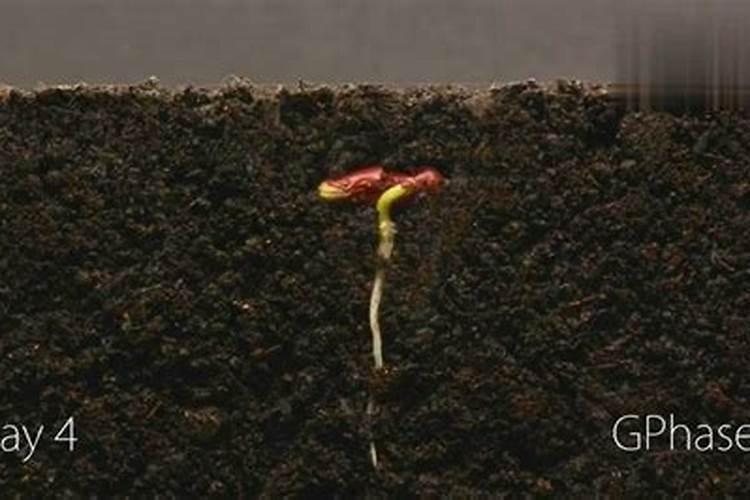 什么肥能促进花芽分化、发芽期间施什么肥