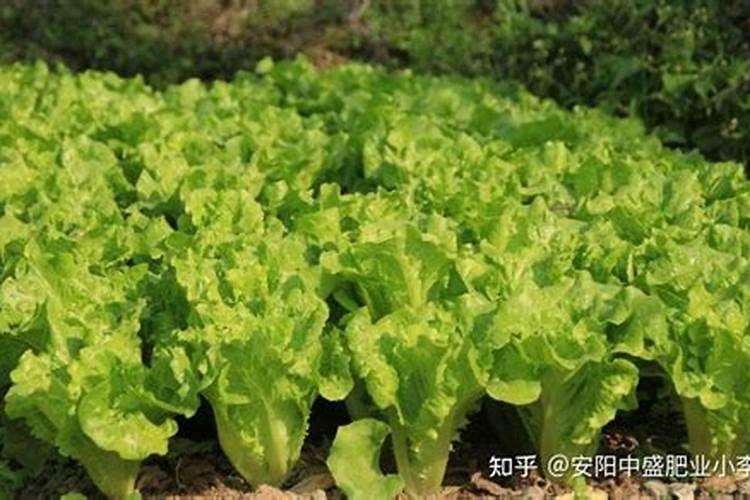 生菜施什么肥长得又大又肥