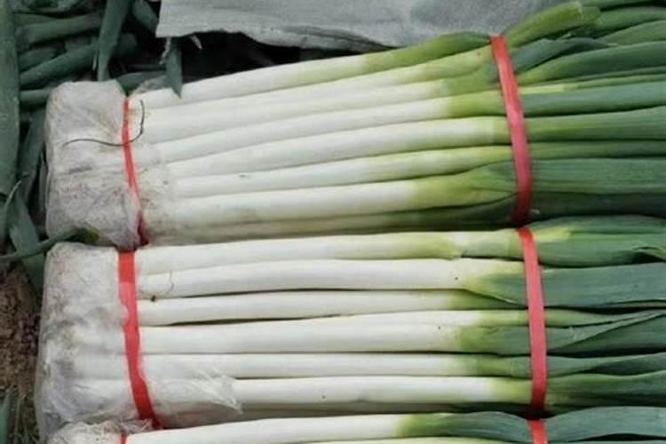 花木养护过程中的救治方法