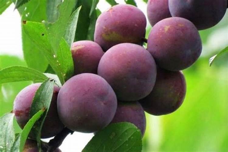 种植李子怎么管理结果多产量高？李子膨果增甜叶面肥哪种好