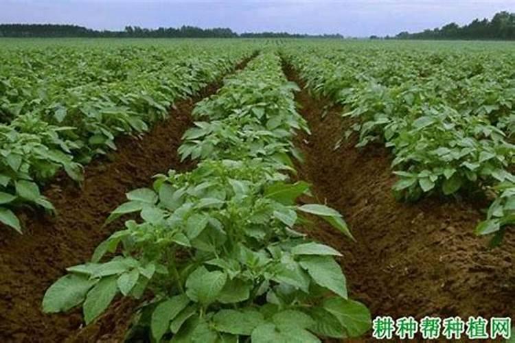 钾肥施完后几天见效？