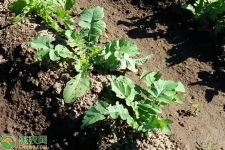 草莓种植钾肥过高的坏处？怎么调？