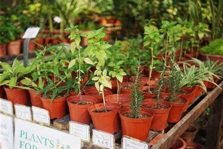 番茄处于开花期适合施加哪种叶面肥？