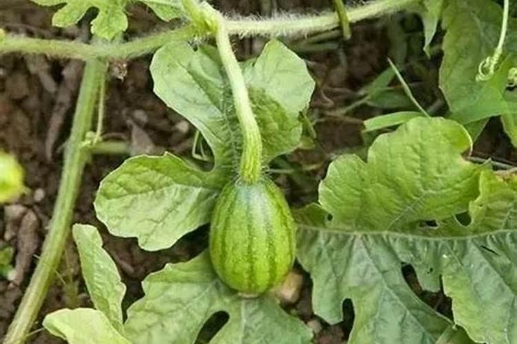 草莓苗栽下去几天可以施肥
