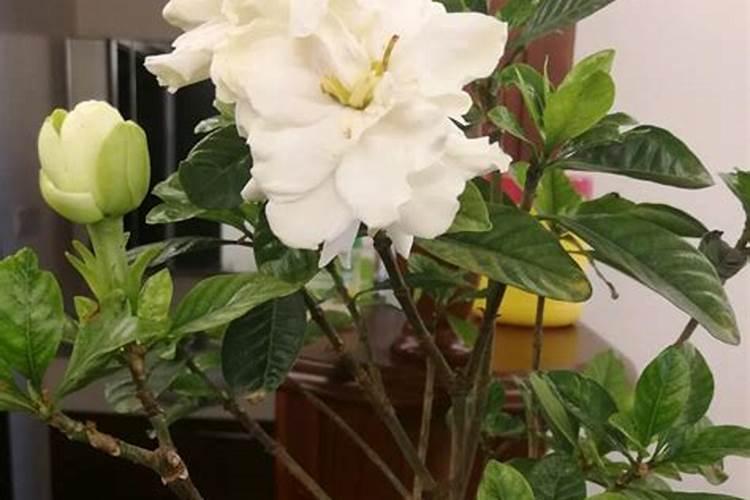 栀子花浇什么肥最好