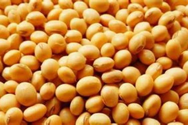 烂黄豆可以做肥料吗