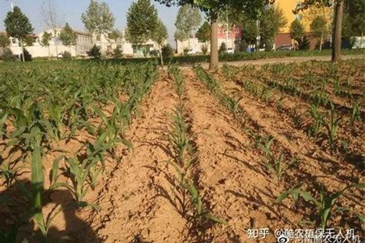大葱用什么肥料长得最好