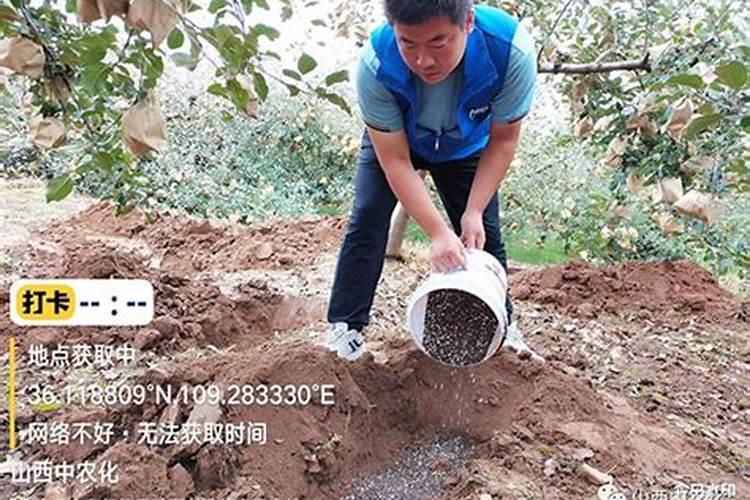 冬天月季施什么肥最好