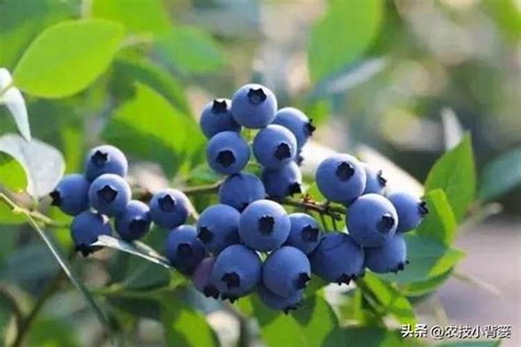 蓝莓施什么肥最好