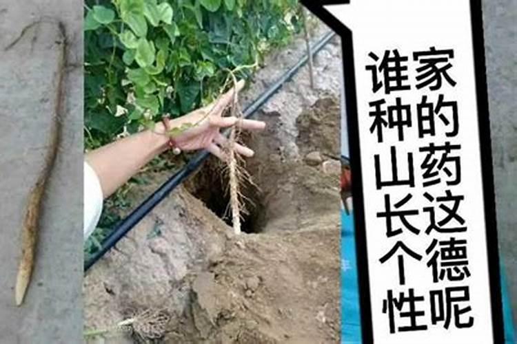 小麦施尿素后几天浇水 附尿素的使用方法