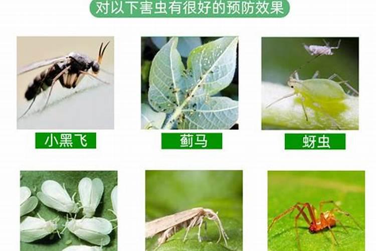园艺防虫片好还是硼肥片好