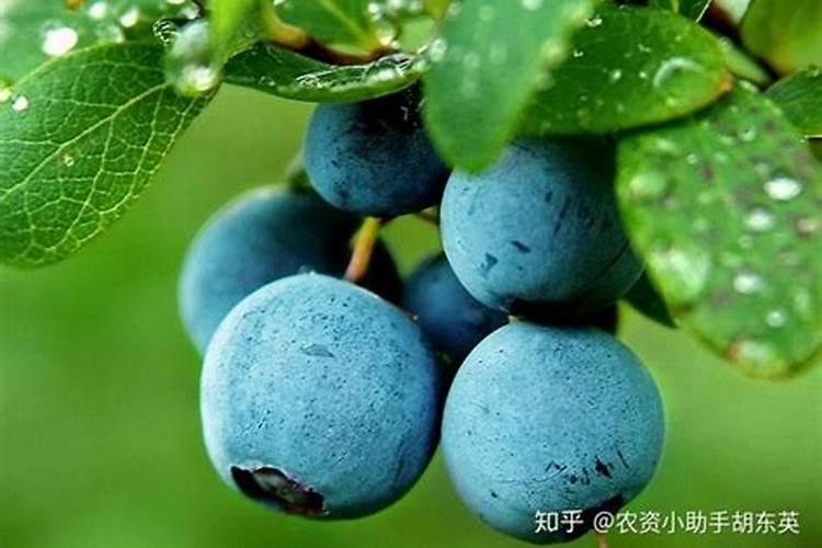 同是尿素,大颗粒为什么比小颗粒卖得