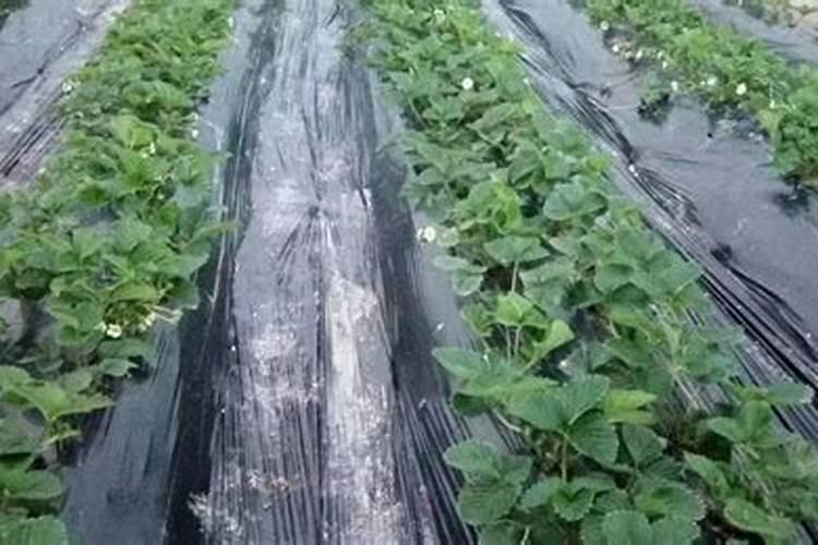 草莓喜肥吗 喜欢施什么肥料