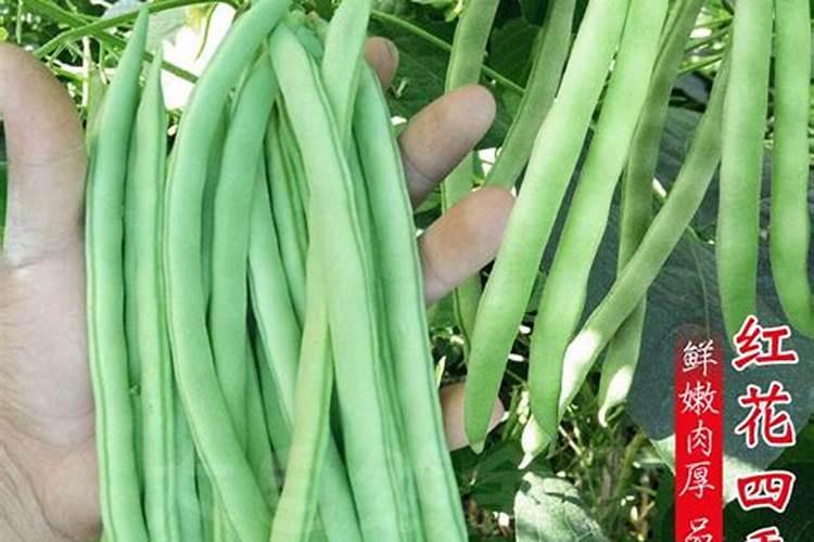 四季豆施什么肥料