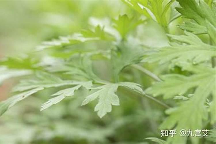 艾草如何种