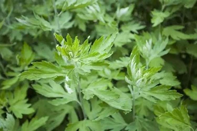 艾叶的种植方法和时间