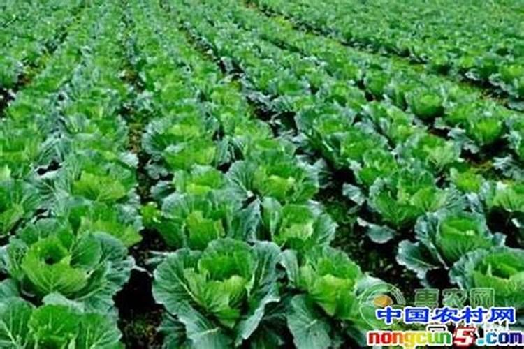 磷肥对植物的作用