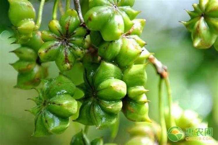 水溶肥如何使用效果更好
