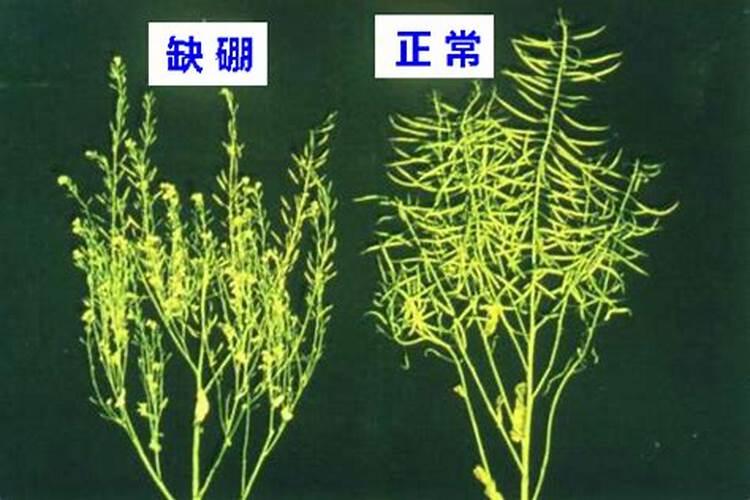 硼肥对植物的作用