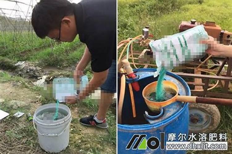 正在种植的甘蔗施什么肥料比较好？