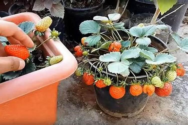 阳台种草莓用什么肥,家庭阳台草莓种植方法