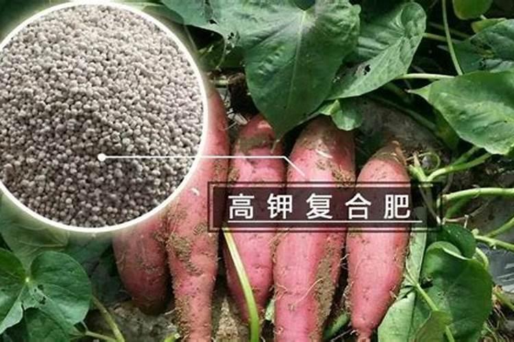 24芸表赤霉素可用来浇月季秀球铁线莲花吗