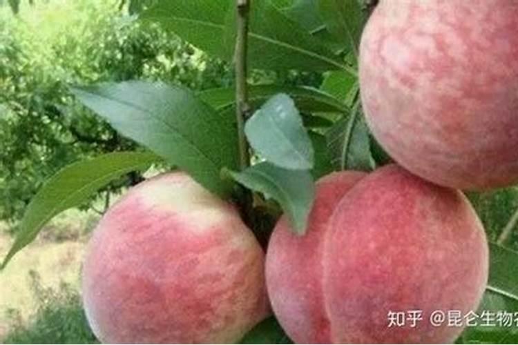 桃子成熟前半个月冲施钙肥行吗