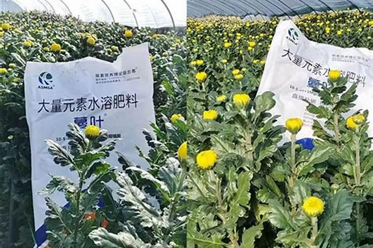 菊花菜田间管理