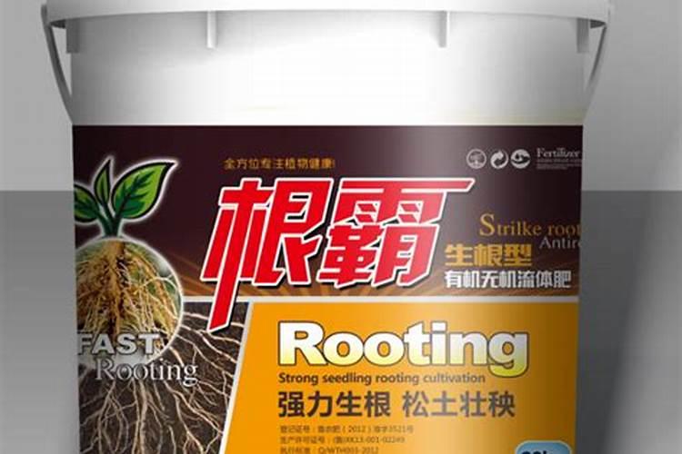 兰花如何促根植株长势旺
