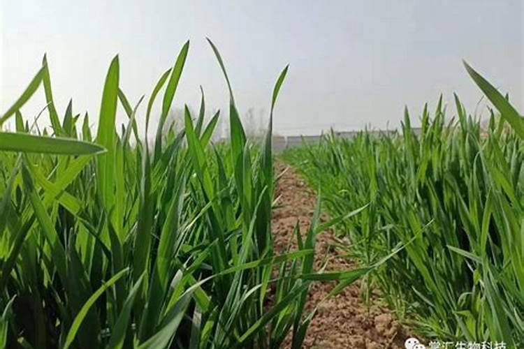 种植小麦苗怎么防生虫子