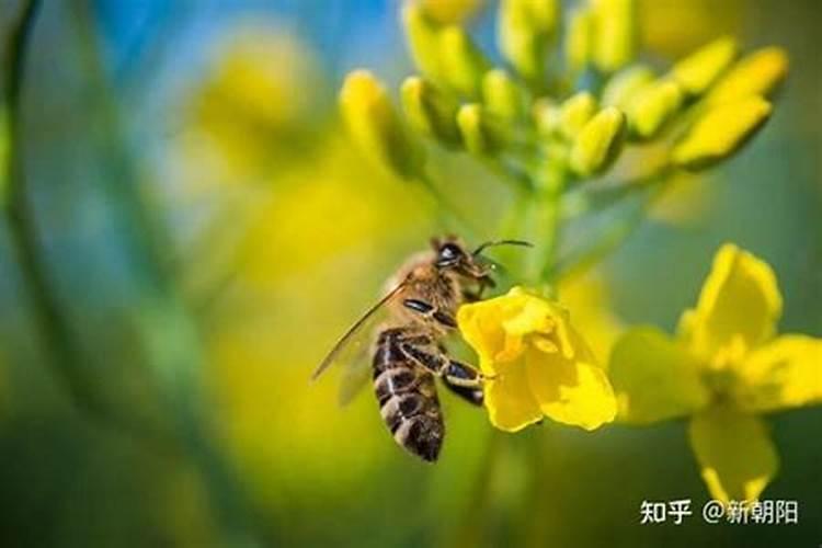 芸苔素的作用和使用方法