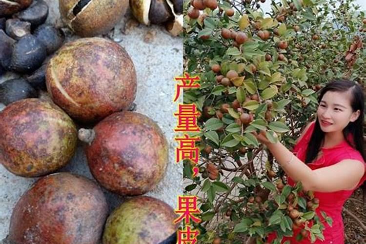 现在的矿源黄腐酸钾的含量最高能达到多少？